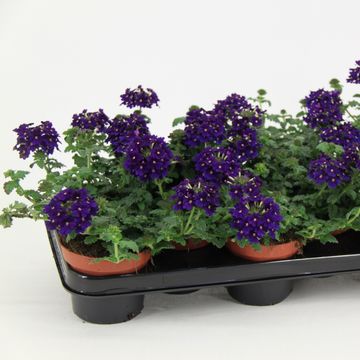 Verbena VEGAS DEEP VIOLET