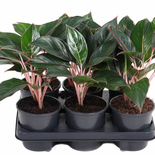 Aglaonema 'Misterio'