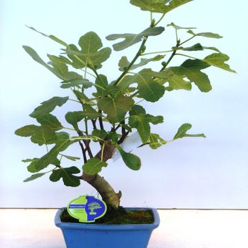 Ficus carica