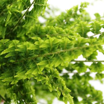 Nephrolepis exaltata 'Green Fantasy'