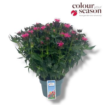 Monarda 'Bubblegum Blast'