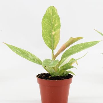 Philodendron 'Ring of Fire'