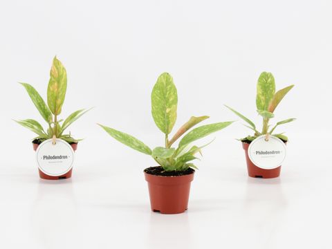 Philodendron 'Ring of Fire'