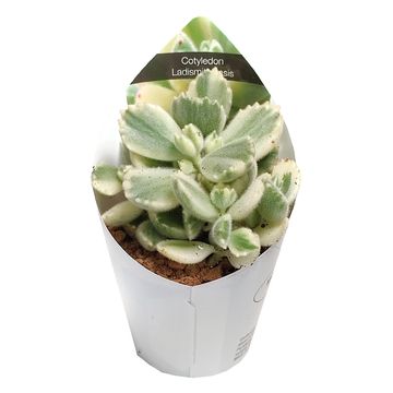 Cotyledon ladysmithiensis 'Variegata'