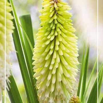Kniphofia 'Ice Queen'