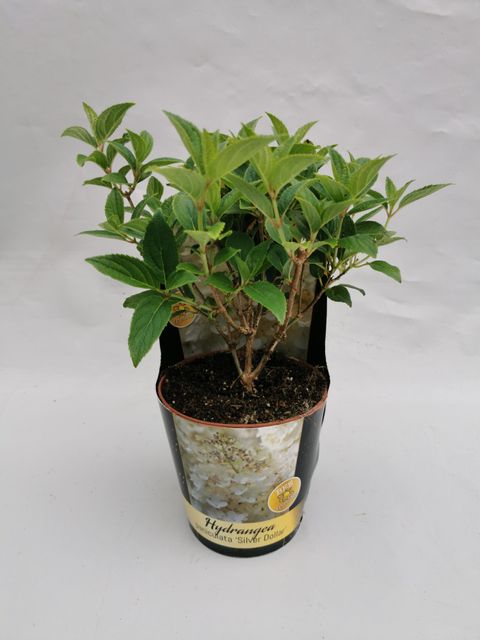 Hydrangea paniculata 'Silver Dollar'