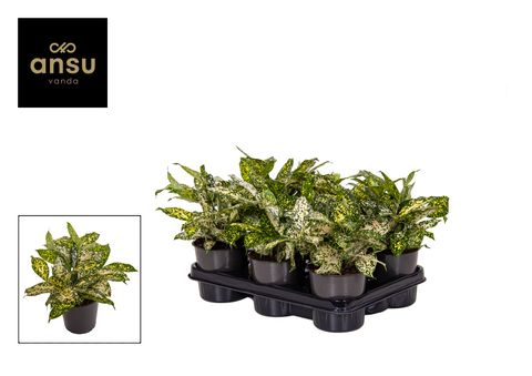 Dracaena surculosa 'Florida Beauty'