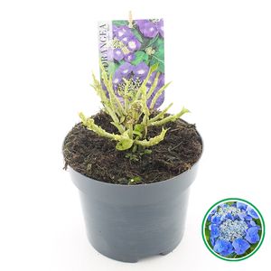 Hydrangea macrophylla TELLER MIX (Jong Plant BV, De)