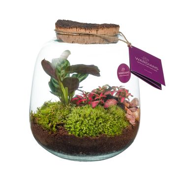 Järjestelyt Terrarium