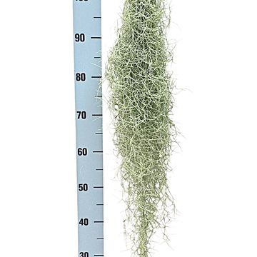 Tillandsia usneoides