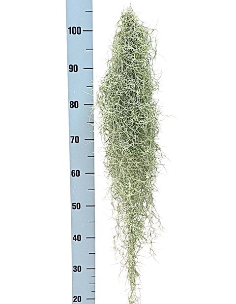 Tillandsia usneoides