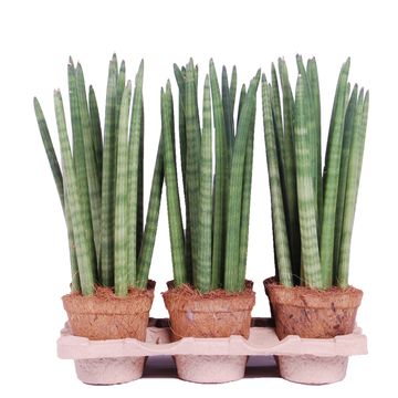 Sansevieria cylindrica 'Spaghetti'