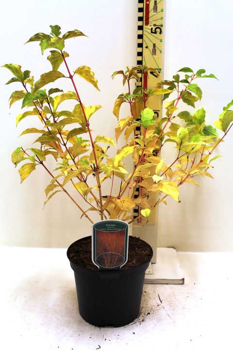 Cornus sanguinea 'Anny's Winter Orange'