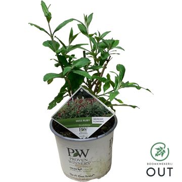 Buddleja 'Miss Ruby'