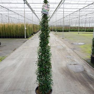 Trachelospermum jasminoides 'Pink Showers'