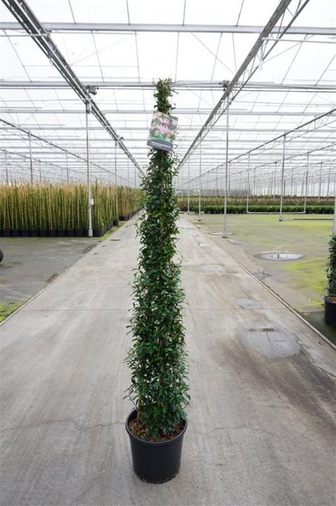 Trachelospermum jasminoides 'Pink Showers'