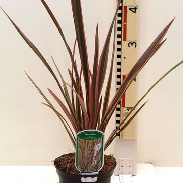 Phormium 'Maori Queen'