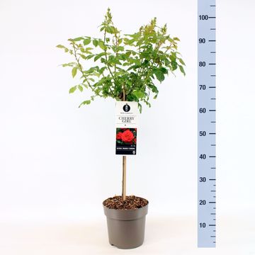 Rosa CHERRY GIRL