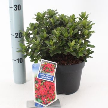 Rhododendron GEISHA RED (AJ)