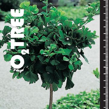 Ginkgo biloba 'Mariken'