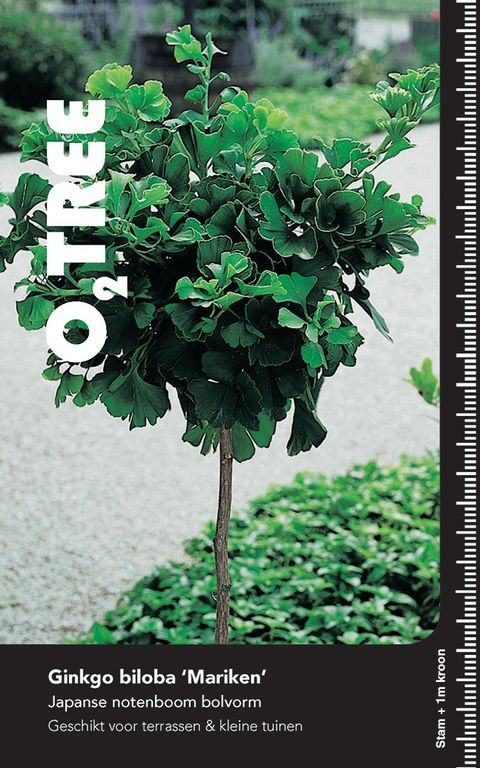 Ginkgo biloba 'Mariken'