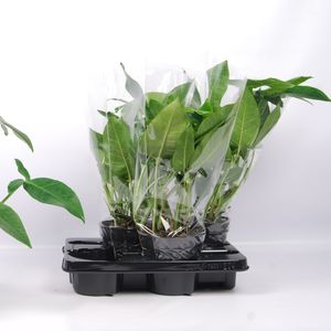 Syngonium podophyllum 'Trileaf Wonder' (Van der Arend Tropical Plantcenter)