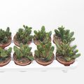 Euphorbia enopla