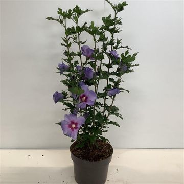 Hibiscus syriacus 'Озиау Блу'