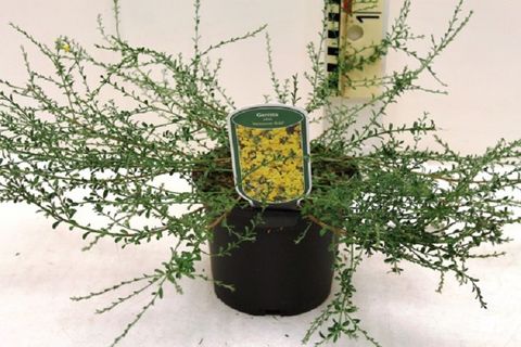 Genista pilosa 'Vancouver Gold'