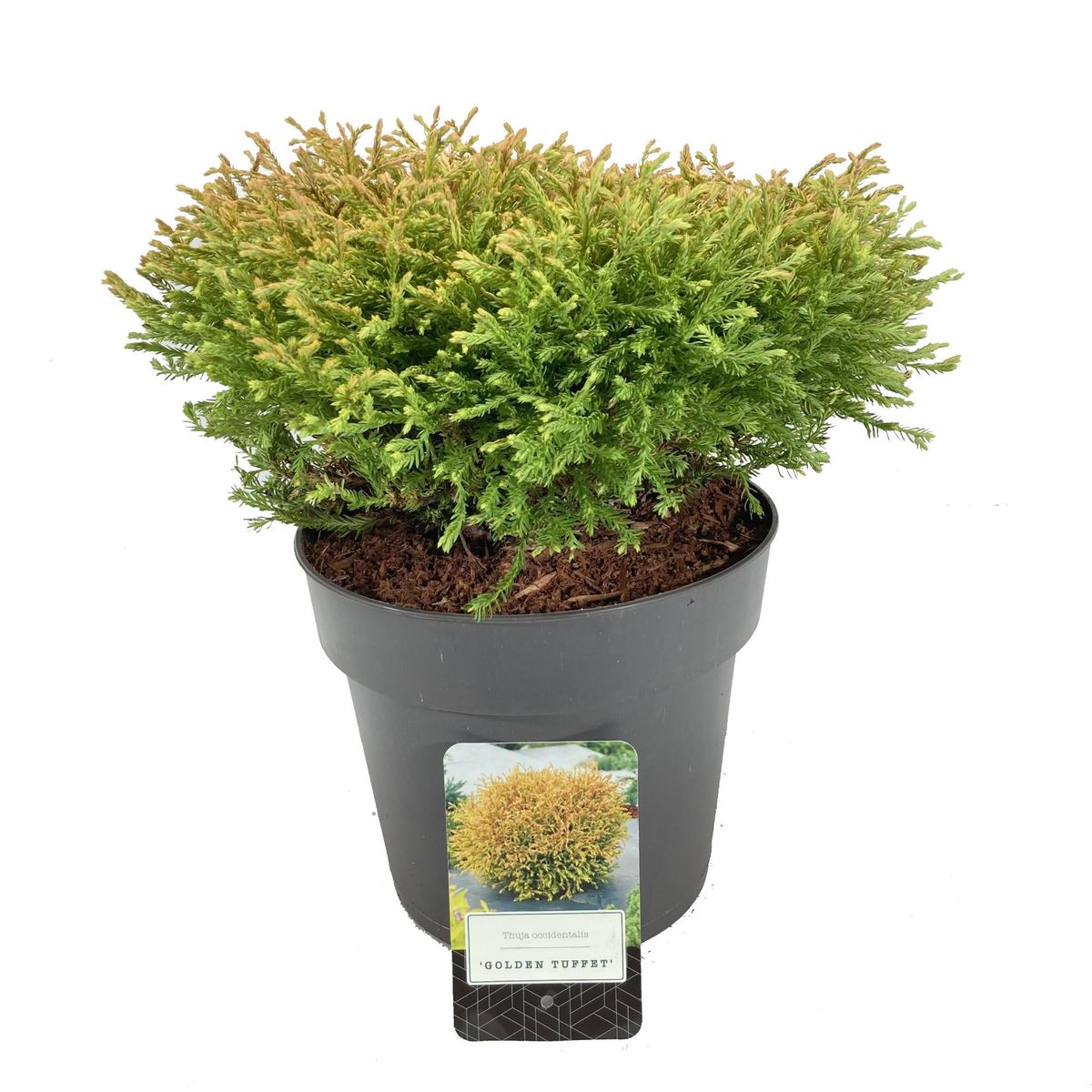 Thuja occidentalis Golden Tuffet — Plant Wholesale FlorAccess
