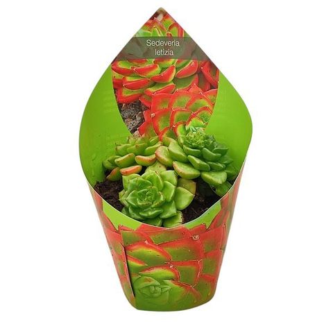 x Sedeveria 'Letizia'