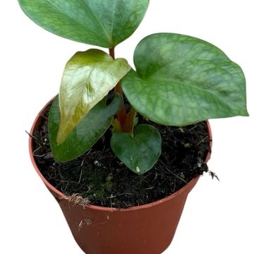 Anthurium pinkleyi