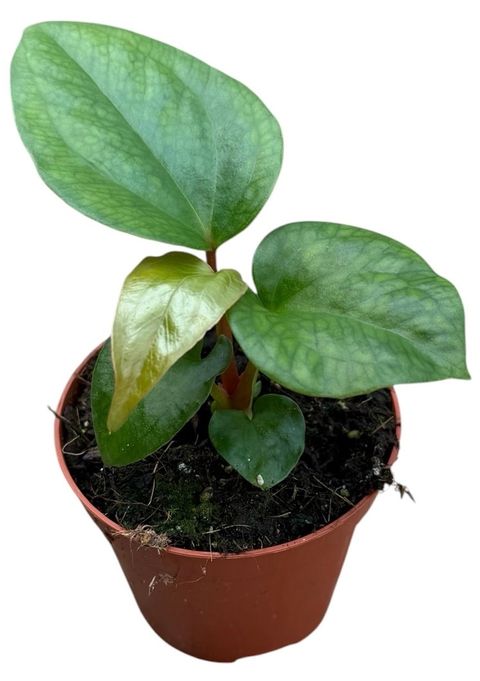 Anthurium pinkleyi