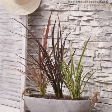 Phormium tenax MIX