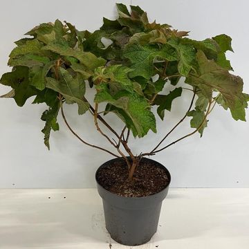 Hydrangea quercifolia