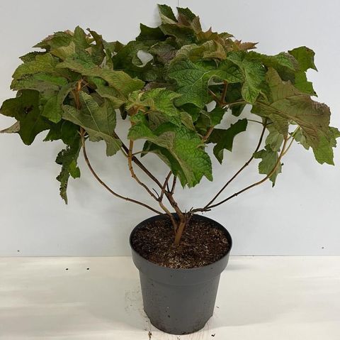 Hydrangea quercifolia