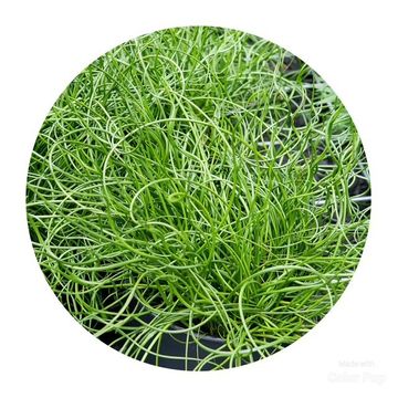 Juncus effusus spiralis