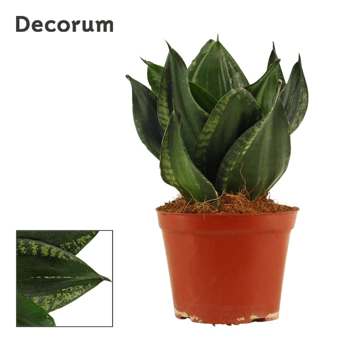 Sansevieria trifasciata 'Hahnii'  Plant Wholesale FlorAccess