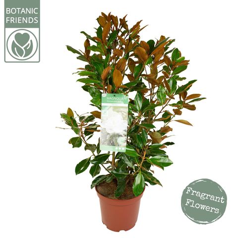 Magnolia grandiflora 'Little Gem'