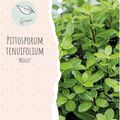 Pittosporum tenuifolium 'Midget'