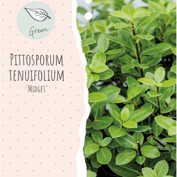 Pittosporum tenuifolium 'Midget'