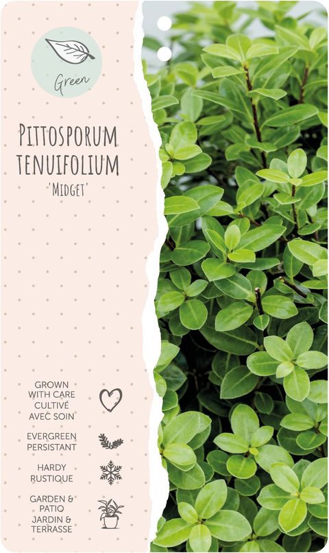Pittosporum tenuifolium 'Midget'