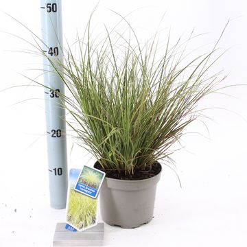 Carex brunnea 'Variegata'