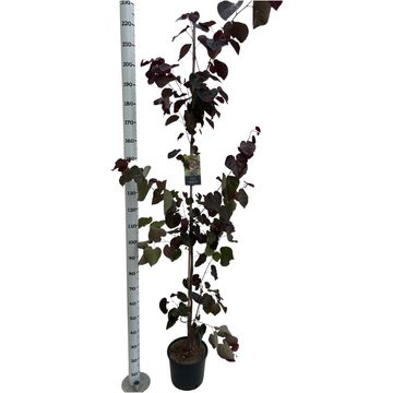 Cercis canadensis 'Merlot'