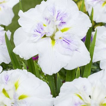 Iris ensata DINNER PLATE CUPCAKE