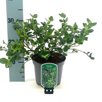 Ceanothus griseus 'Yankee Point'