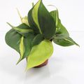 Filodendron scandens 'Brasil'