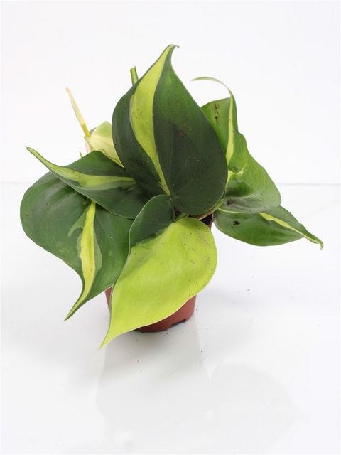 Philodendron scandens 'Brasil'