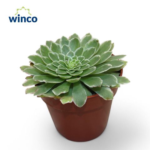 Aeonium tabuliforme 'Variegata'