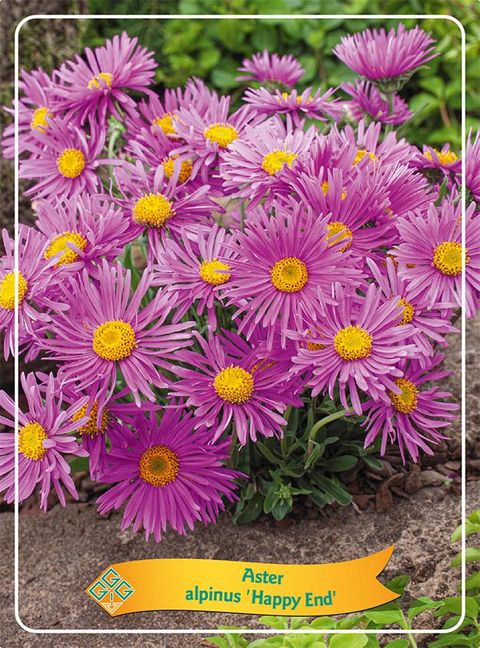 Aster alpinus 'Happy End'